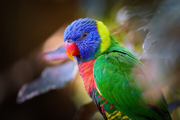 Rainbow Lorikeet in Stunning Multicolor Plumage Perched on a Tree Branch with Soft Natural Light. Perfect for Wildlife Art, Birdwatching Promotion, and Tropical Nature-Themed Designs.