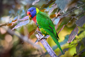 Rainbow Lorikeet in Stunning Multicolor Plumage Perched on a Tree Branch with Soft Natural Light. Perfect for Wildlife Art, Birdwatching Promotion, and Tropical Nature-Themed Designs.