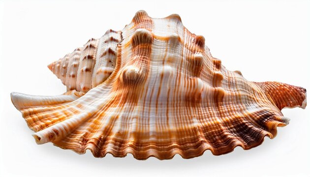 spider conch seashell isolated