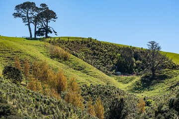 Fototapeta premium Rolling green hills and trees under a blue sky