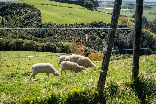 Sheep grazing on a lush green hillside - Powered by Adobe