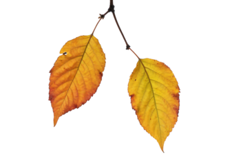 Close-up of two autumn leaves of cherry tree isolated on a white background, germany