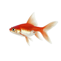 Goldfish swimming gracefully against a transparent background for clarity and focus on its vibrant colors, Gold fish Isolation on transparent background