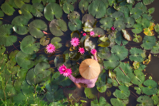 Top View of Vietnamese Farmer Harvesting Pink Lotus Flowers in Pond &ndash; Traditional Scene, Conical Hat, Vibrant Water Lilies, Ideal for Culture and Nature Themes. Ninh Binh, Vietnam.