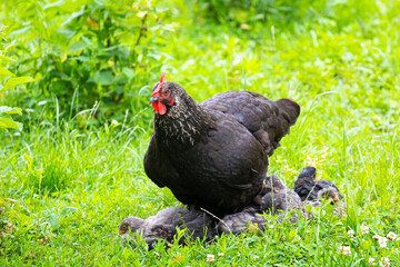 The black hen with small chicks is in the garden amidst the green grass