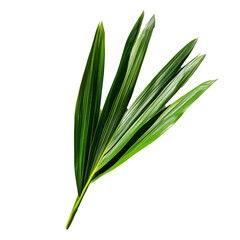 Obraz premium Fresh pandan leaf isolated on a clean transparent background showcasing its vibrant green color and unique texture, pandan leaf on transparent background