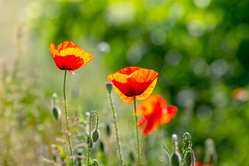 red poppy flower in a field on a background of green grass