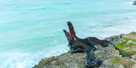 Holging Province, Cuba, amazing closeup view of an old decorated wooden stump tree, sitting on the ocean shore cliff 