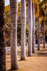 autumn trees in the park