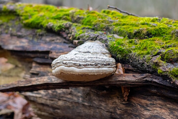 Tincture mushroom, chaga, on the moss-covered trunk of an old tree