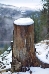 Old Tree Stump with Snow on Top