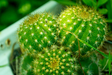 Grupo de tres cactus
