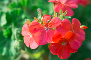 Pequeñas flores rojas