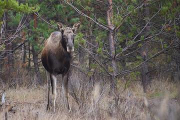 elk in autumn forest