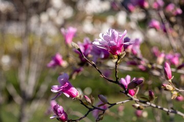 Pink magnolia flowers blooming on a branch in spring
