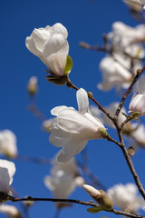 White magnolia flowers blooming on branch against blue sky