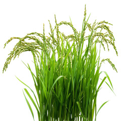 Obraz premium Fresh green rice plants growing brightly against a transparent background, showcasing their lush foliage and grain spikes, Green rice plants isolated on transparent background