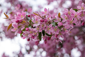 Blooming pink flowers on a branch in springtime