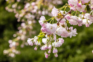 Prunus serrulata kanzan showing its double pink flowers in spring