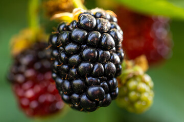 Ripe and unripe blackberries hanging on a branch