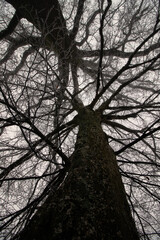 Árbol tenebroso
