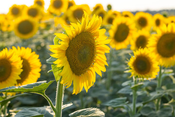 Obraz premium Sunflower blooming in a field of sunflowers at sunset