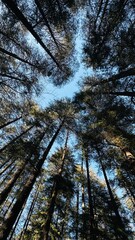 forest in autumn