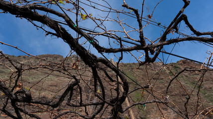Twisting grapevine branches against a clear blue sky, with a rocky hillside in the background. A rural scene showcasing the natural beauty of a vineyard in winter.