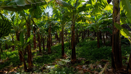 A lush banana plantation with vibrant green leaves and rows of banana trees. Sunlight filters through the foliage, creating a tropical and serene agricultural setting.