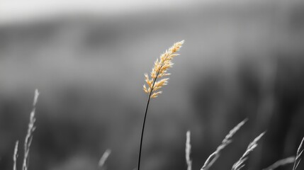 Fototapeta premium Single yellow grass stalk in monochrome field.