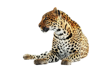 Wild Leopard in Full Color, Focused and Alert Isolated on Transparent Background