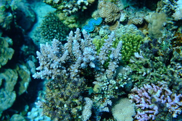 Obraz premium Stony coral Acropora squarrosa undersea, Red Sea, Egypt, Sharm El Sheikh, Montazah Bay