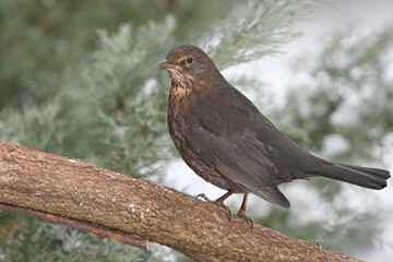 Amsel (Turdus merula)
