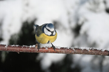 Blaumeise (Cyanistes caeruleus / Parus caeruleus) im Schnee