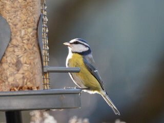 Obraz premium Blaumeise (Cyanistes caeruleus / Parus caeruleus)