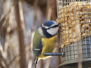 Blaumeise (Cyanistes caeruleus / Parus caeruleus) beim Futterhaus, frißt Erdnusskerne