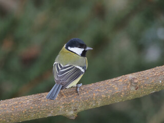 Obraz premium Kohlmeise (Parus major)
