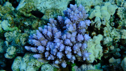 Stony coral Acropora squarrosa undersea, Red Sea, Egypt, Sharm El Sheikh, Montazah Bay