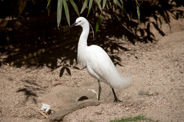 this is a side view of a little egret