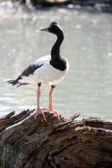 the magpie goose is checking out his surrounding