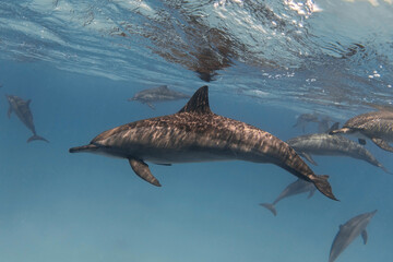 Spinner dolphin in the blue tropical sea underwater