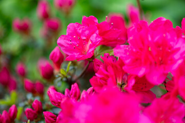 Azalia japońska (Rhododendron japonicum), różowe kwiaty wiosenne, zielone tło, wzór w kwiaty, tapeta kwiatowa