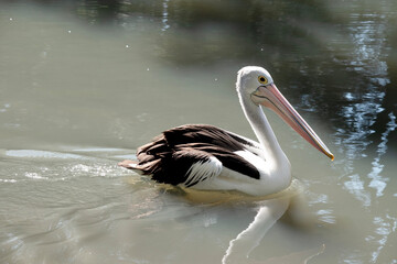 this is a side view of an Australian  pelican