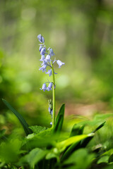 Hiacyntowiec zwyczajny (Hyacinthoides) (Hispanica Blue) lub Cebulica hiszpańska (Scilla Hispanica)...