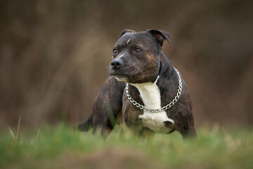 american staffordshire terrier