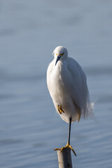 Snowy white Egret easily balances on one leg on top of metal pipe in front of the pond estuary water