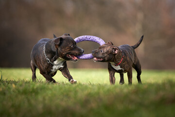 two dogs playing