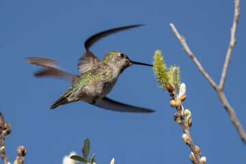 Rufus Hummingbird flutters wings fast enough to hover while drinking nectar from the wildflower