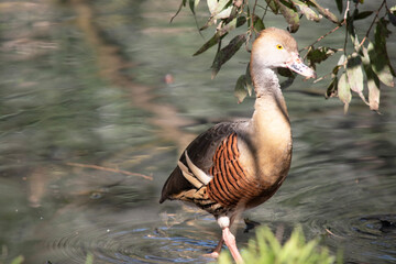 the plumed whistling duck is in the water
