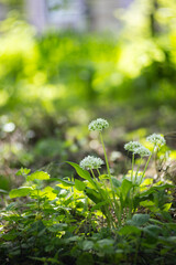 Czosnek niedźwiedzi (Allium ursinum), białe kwiaty, sezon wiosenny w lesie, zielone tło lub...